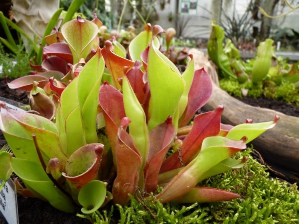 Heliamphora