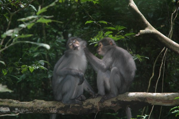 Taï National Park, Côte D'Ivoire