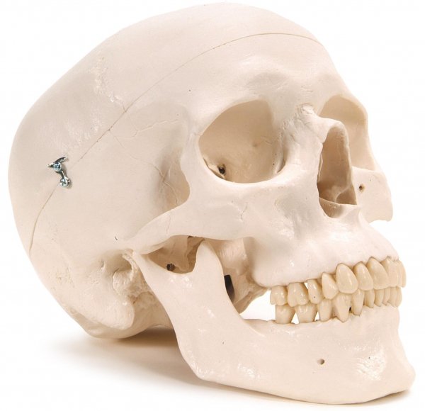 Plastic Human Skull Model