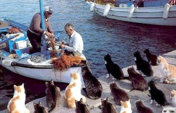 Cat Island (Tashirojima), Japan