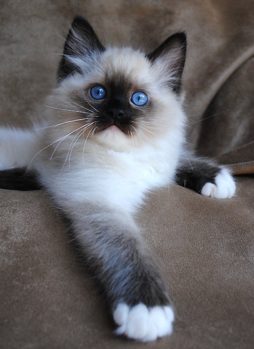 Ragdoll