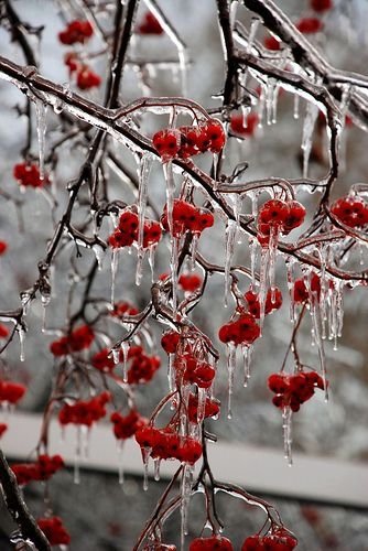 Winter Berries