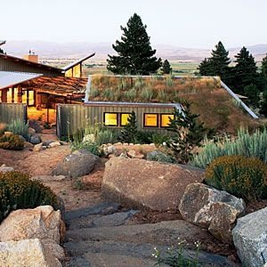 Living Roof