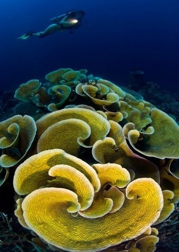 Yellow Cabbage Coral