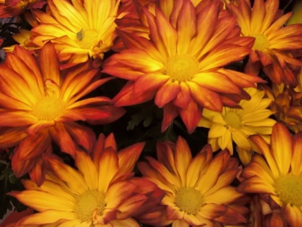 Sunset Orange Colored Fall Mum