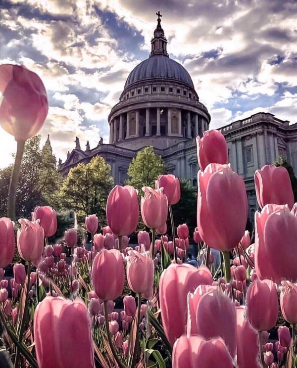 flower, plant, flowering plant, pink, tulip,