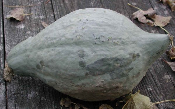 Hubbard Squash