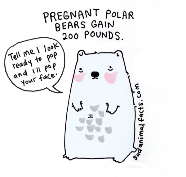 About Lady Polar Bears