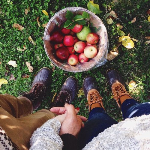 Harvest Apples