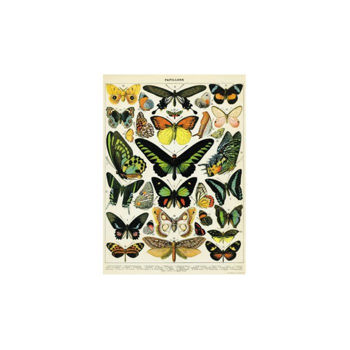 (20x28) Natural History Butterflies Decorative Decoupage Vintage Style Paper Poster Print