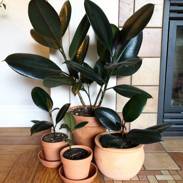 plant, flowerpot, houseplant,