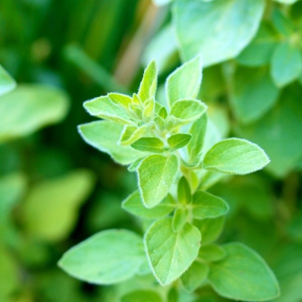 Oregano