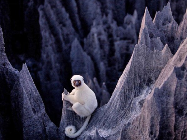 Tsingy De Bemaraha Strict Nature Reserve, Madagascar