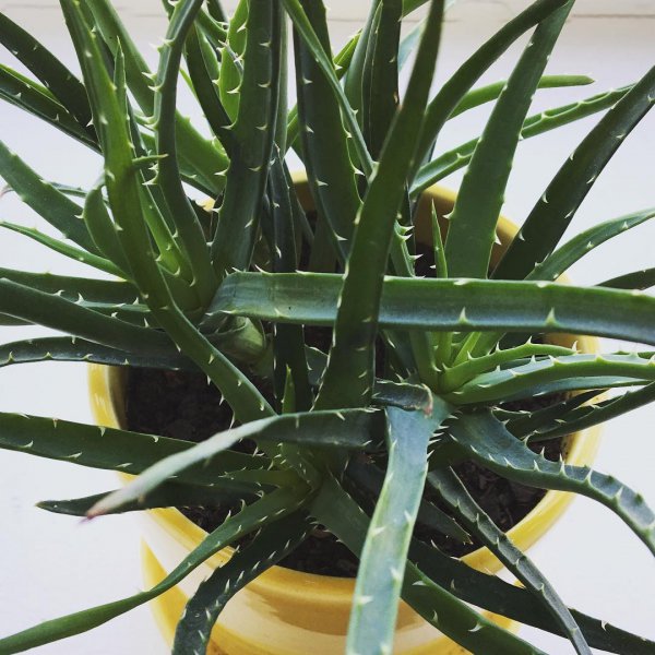 plant, aloe, xanthorrhoeaceae, agave azul, plant stem,