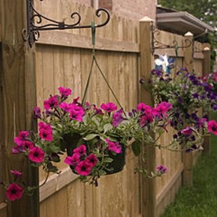 Petunias