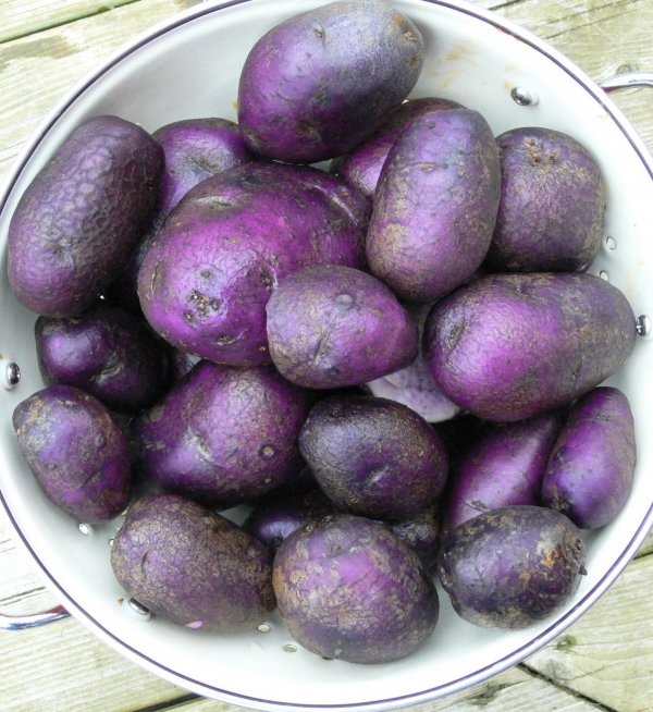 Purple Potatoes