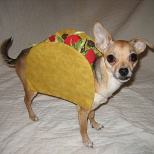 Taco Dog