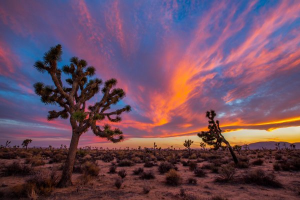 Joshua Tree National Park, USA