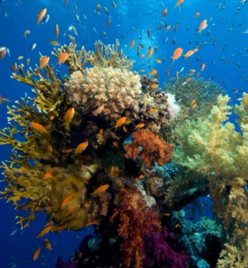 coral reef, habitat, reef, coral reef fish, coral,