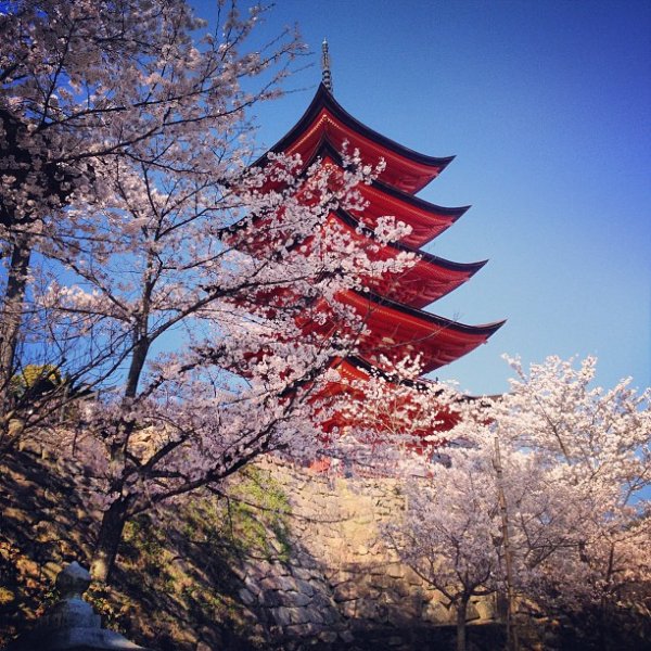 flower,tree,plant,cherry blossom,season,