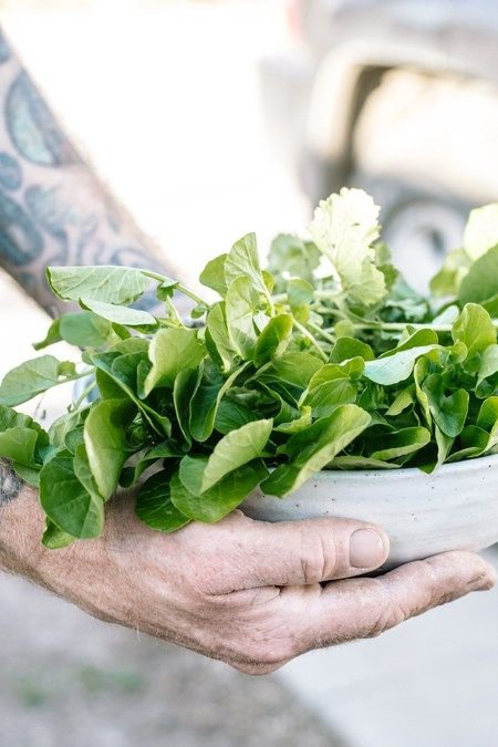 Upland Cress