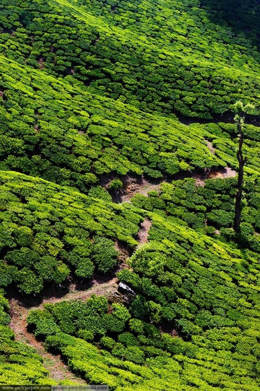 Tea Plantation