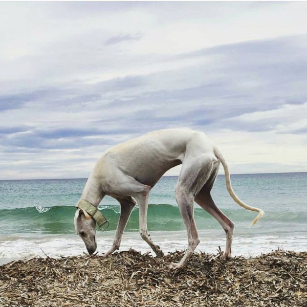 whippet, italian greyhound, sloughi, sighthound, galgo español,