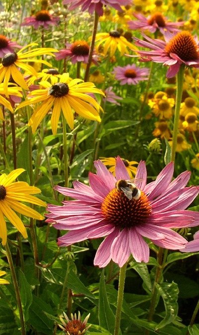 Black Eyed Susan and Purple Coneflowers