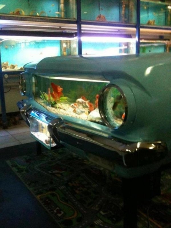 car,vehicle,automotive exterior,bumper,aquarium,