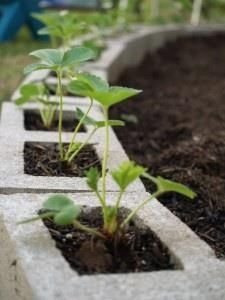 Plants in Concrete Blocks