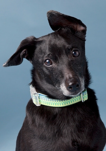 Frisky Business Collar