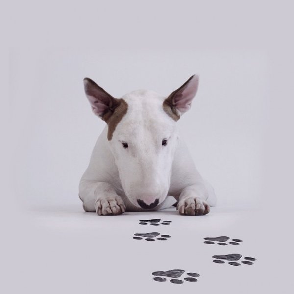 Pawprints