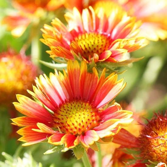 Blanket Flower