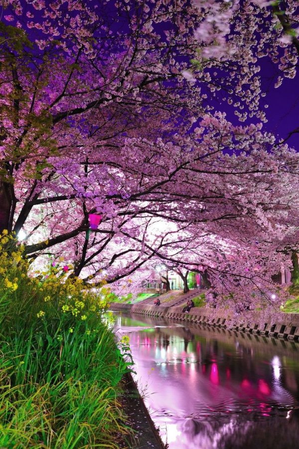 flower,cherry blossom,blossom,plant,tree,