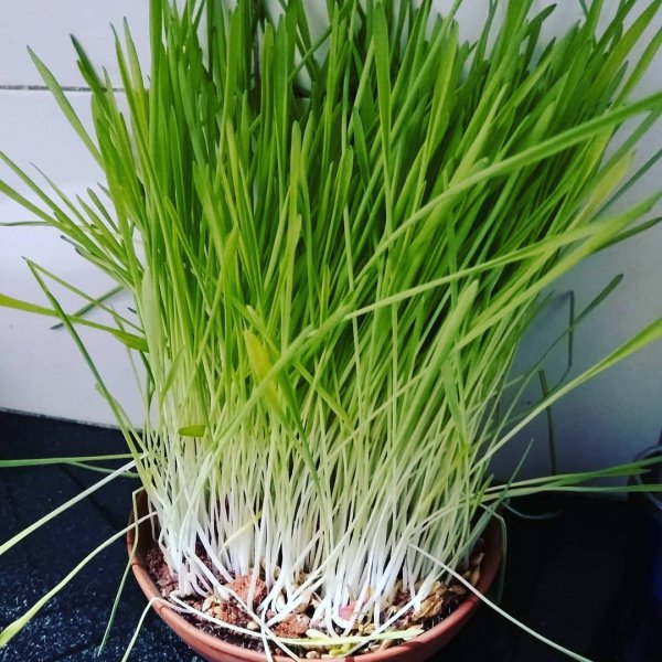 plant, grass family, grass, wheatgrass, herb,