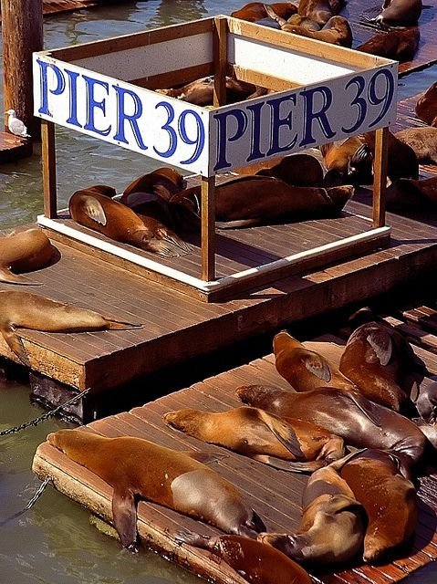 Pier 39