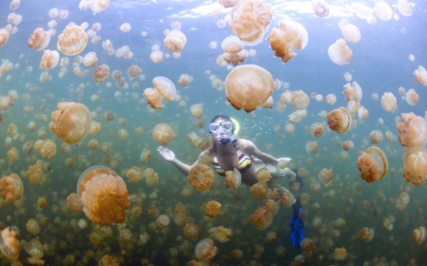 Jellyfish Lake, Palau