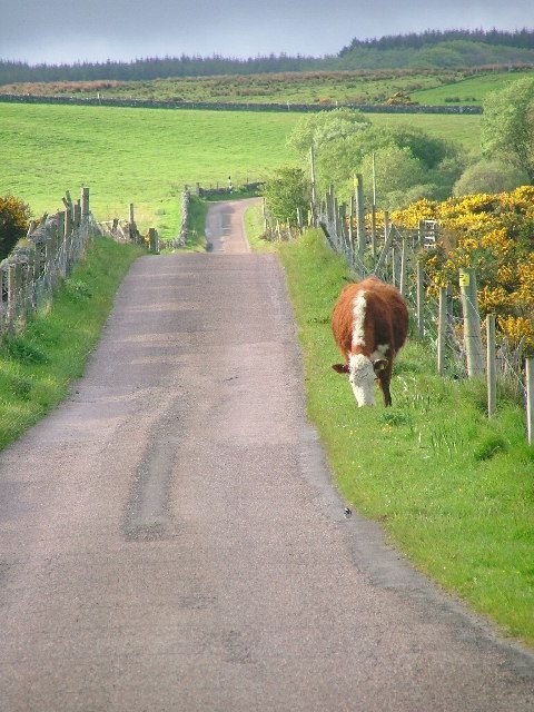 A Bovine Bid for Freedom