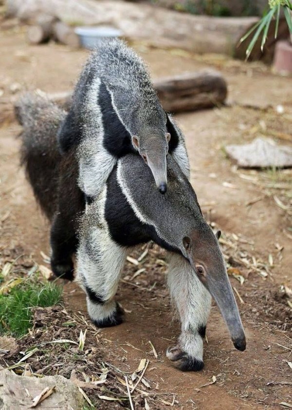 Anteaters