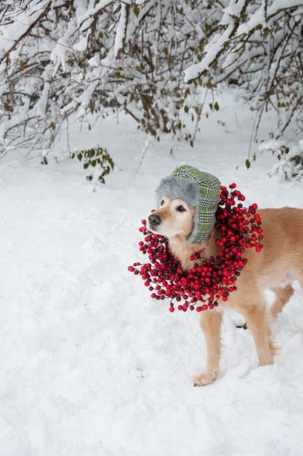 Adorable Golden Retriever