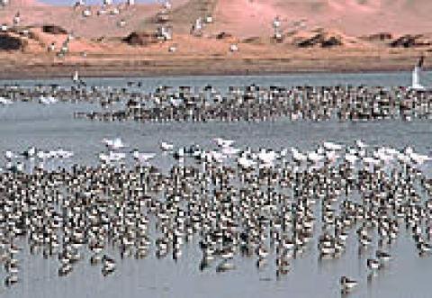 Banc D'Arguin National Park, Mauritania