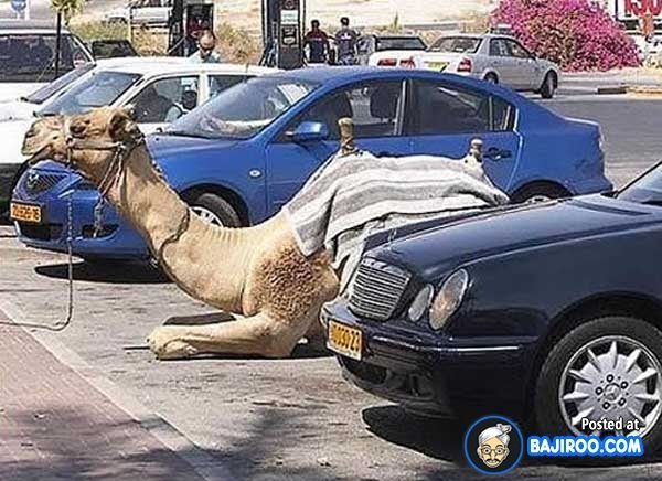 Camel Parking