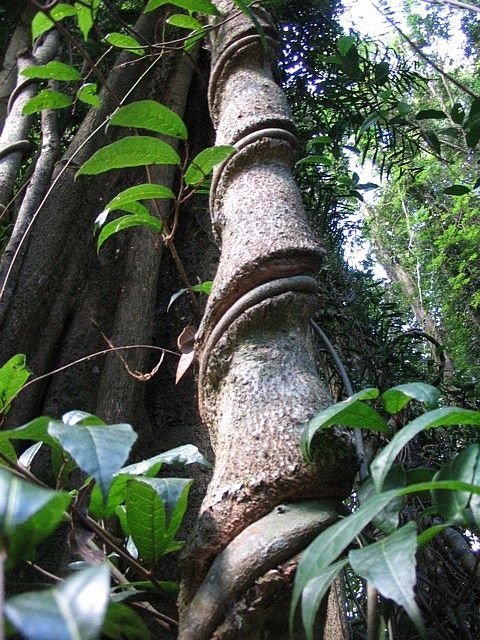 Coramba Rainforest Reserve, Australia