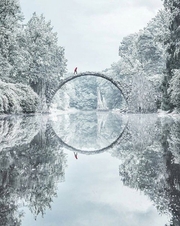 reflection, branch, tree, weather, frost,