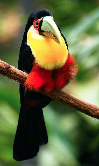 The Green Billed Toucan