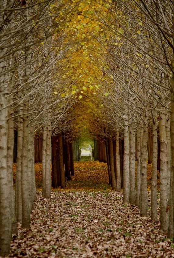 Golden Green Archway