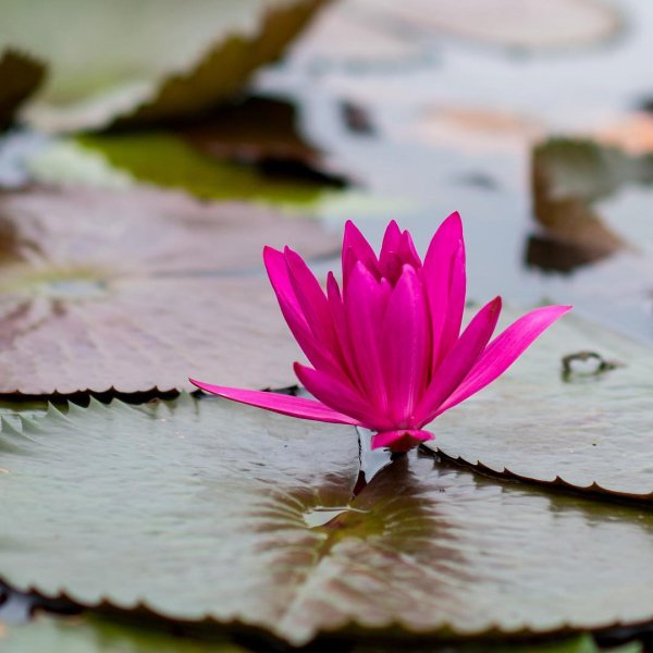 flower, flora, pink, plant, leaf,