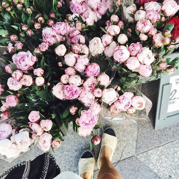 flower, plant, pink, flowering plant, rose family,