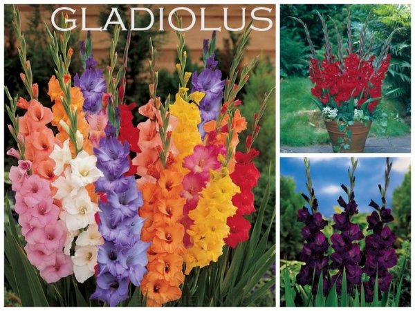 Gladiolus