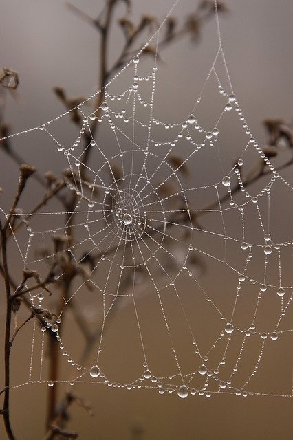 Spider Web